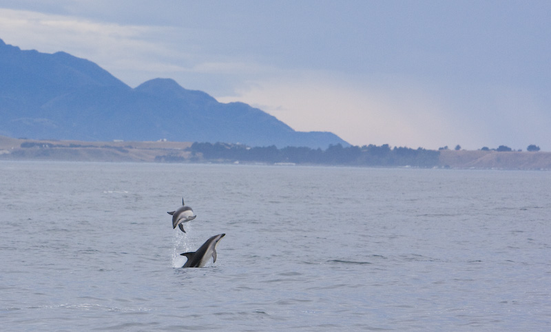 Dusky Dolpnins Jumping Out Of Water